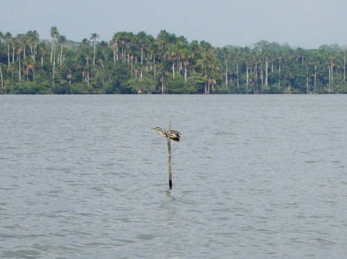 Lago Sandavol (Reserva Nacional Tambopata), Amazon, Peru.